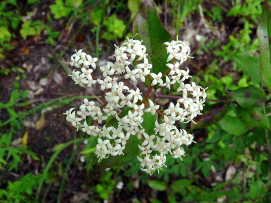 {Cornus drummondii}